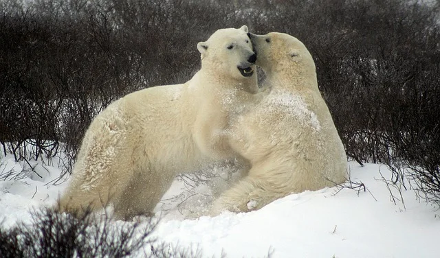 Wildlife Destination Canada Churchill