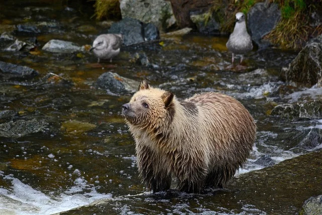 Wildlife Destination in canada